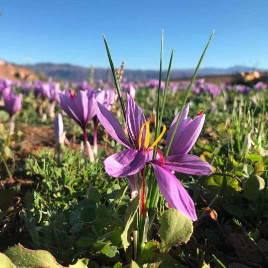 Safran pur de Taliouine – 1g d’or rouge marocain pour cuisine & infusion