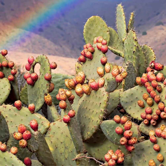 Sérum Huile Rare de Pépins de Figue de Barbarie Bio – 30 ML - Zayyan