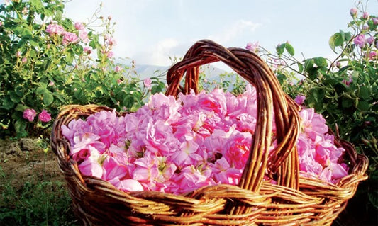 Hydrolat de Rose de Damas – Vallée de M'gouna - ZAYYAN
